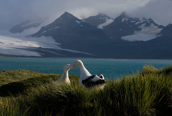 AGAMI Snowy (Wandering) Albatross Prion Island South Georgia March 2006 Marc Guyt